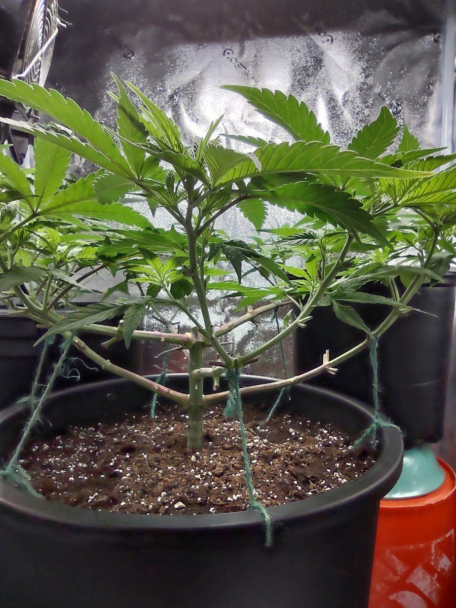 Growing for tops only second grow 3