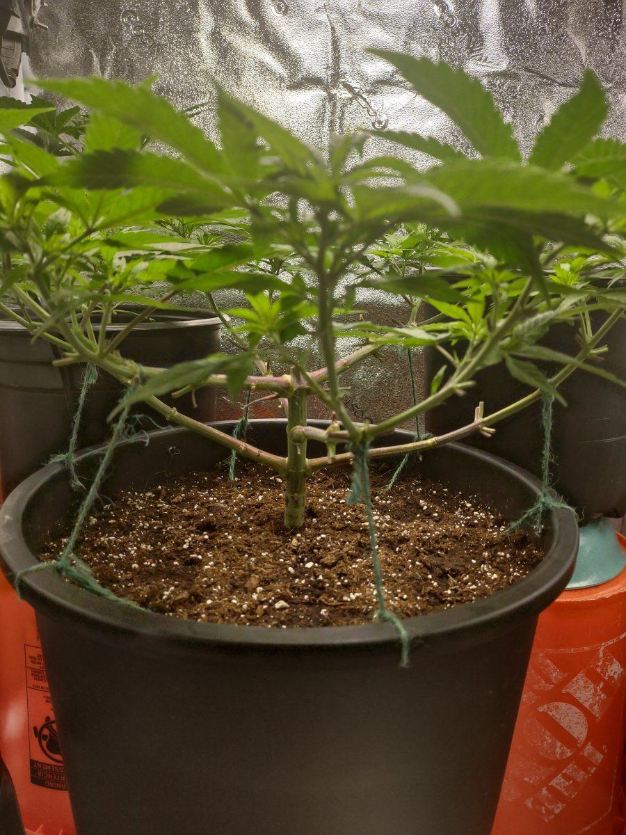 Growing for tops only second grow 5