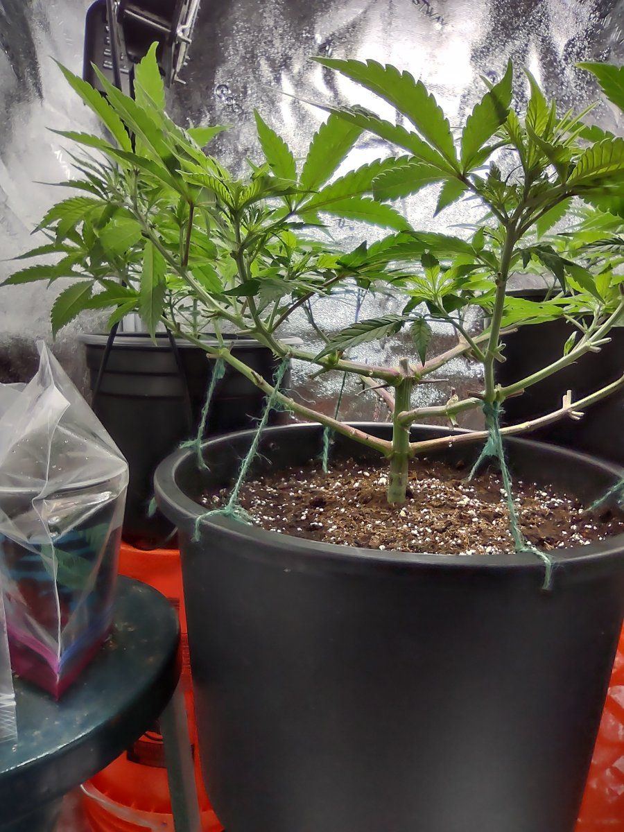 Growing for tops only second grow 6