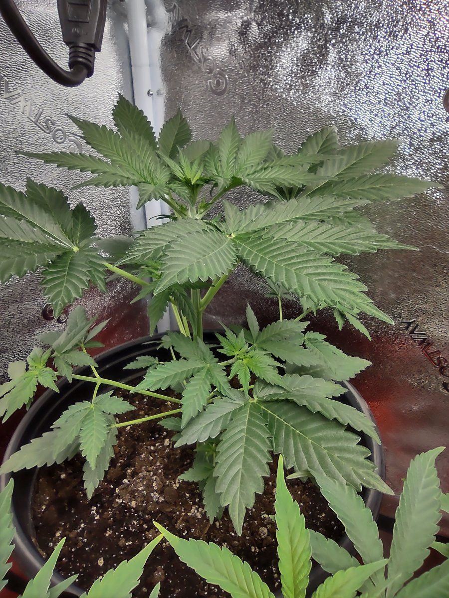 Growing for tops only second grow 7
