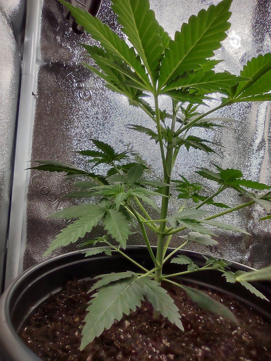 Growing for tops only second grow 8