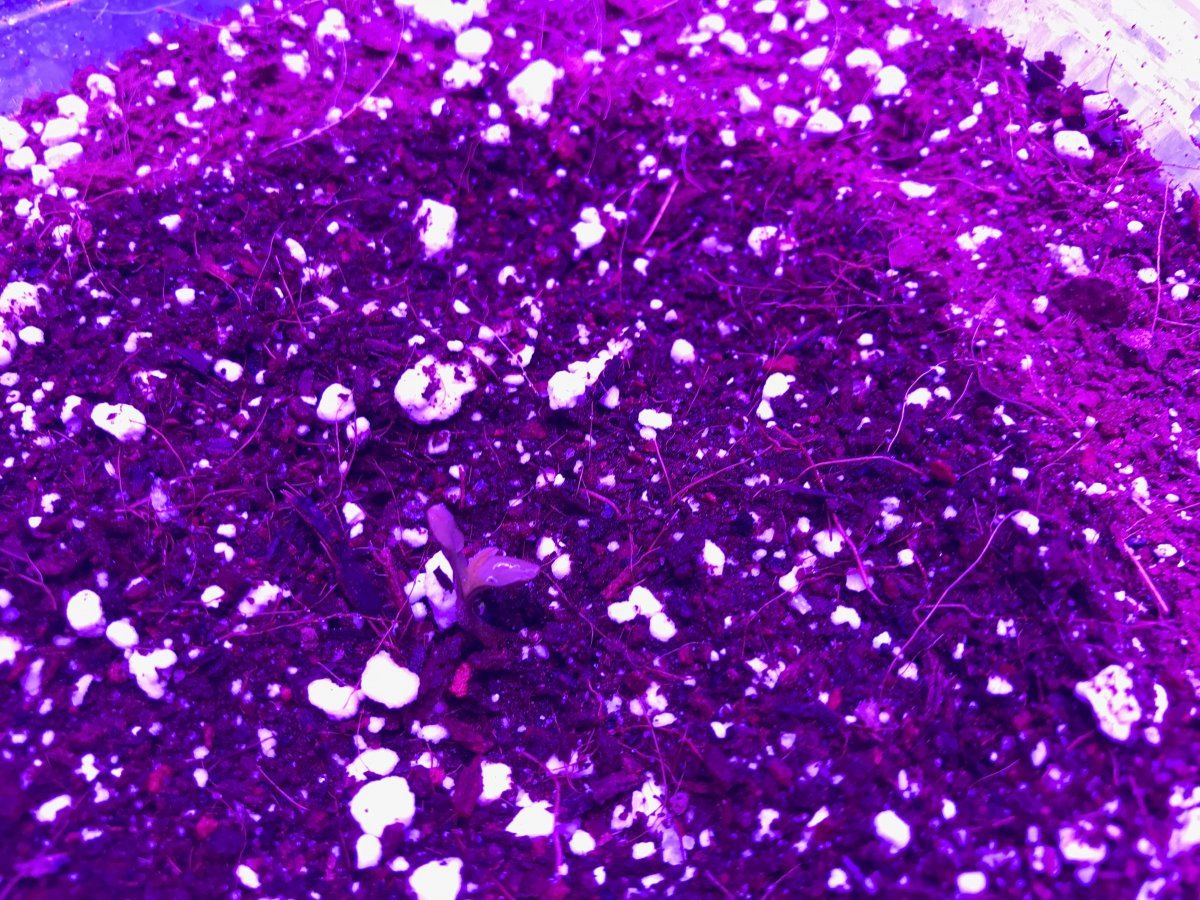 Growing freedom my first grow 2