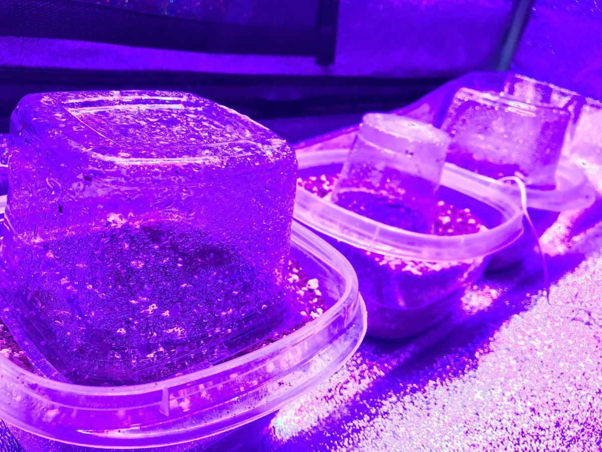 Growing freedom my first grow