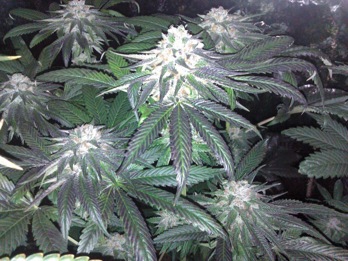Growing great buds at home 5