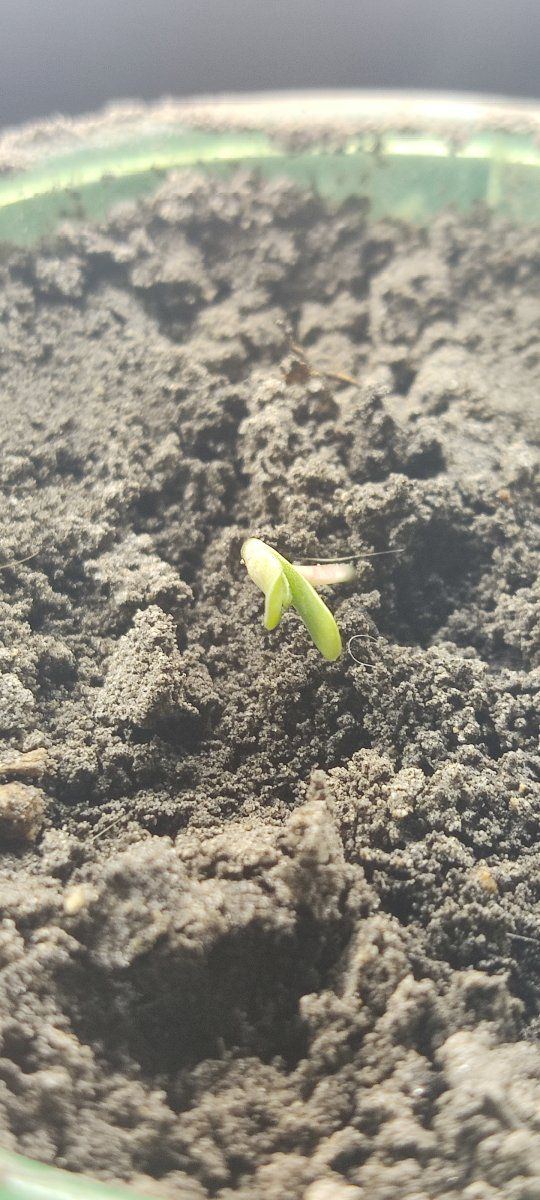 Growing in 3rd world conditions 4