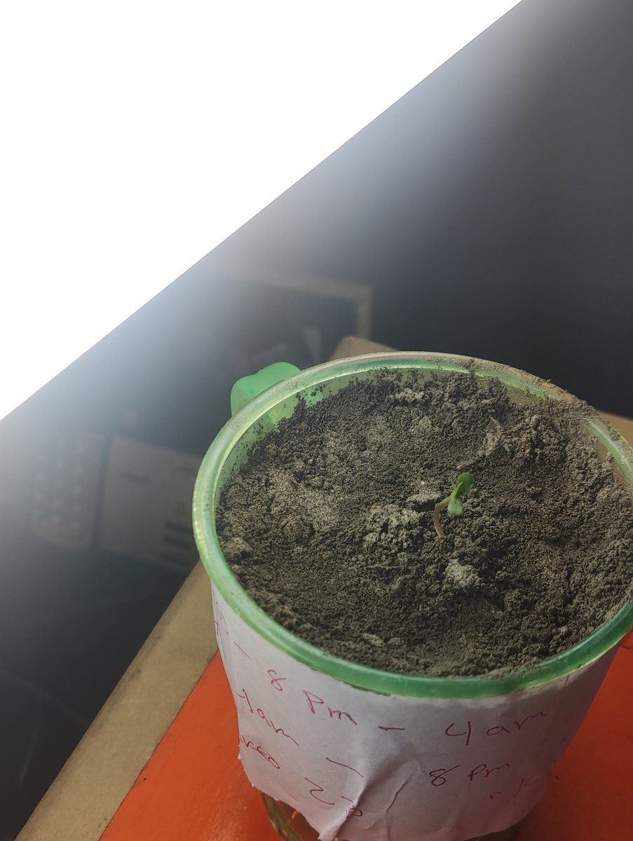 Growing in 3rd world conditions 6
