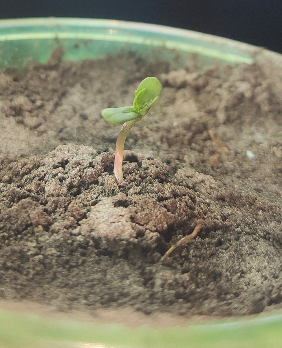 Growing in 3rd world conditions 7