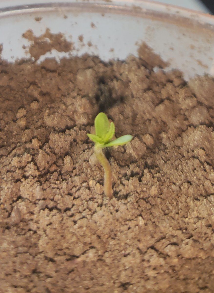Growing in 3rd world conditions 8