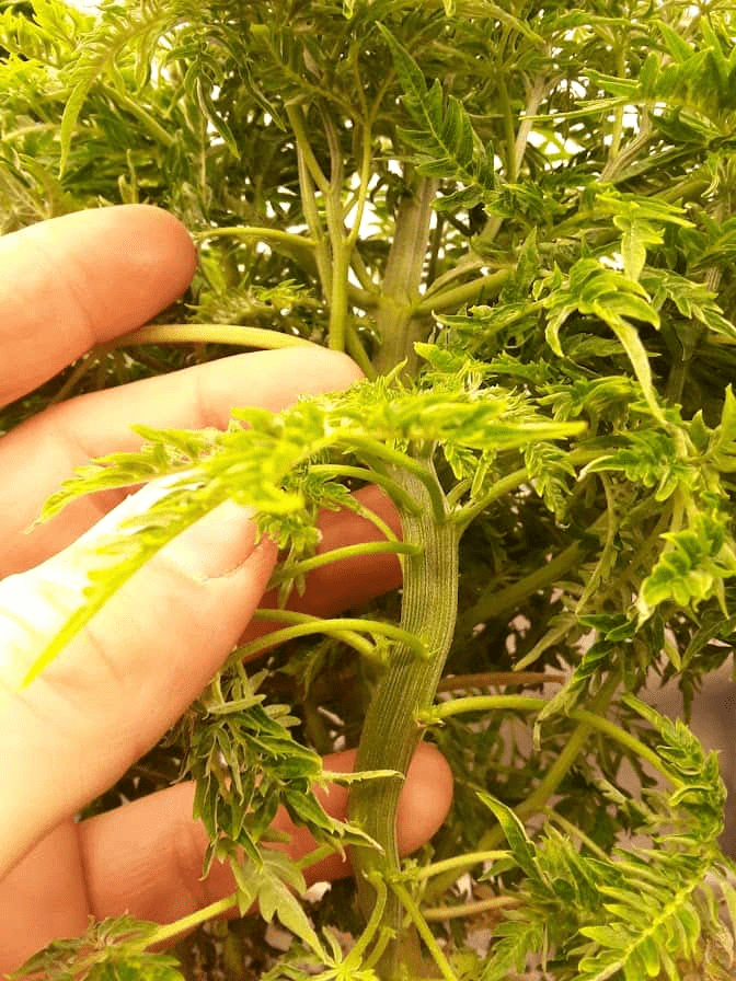 Growing only the fasciated stem 3