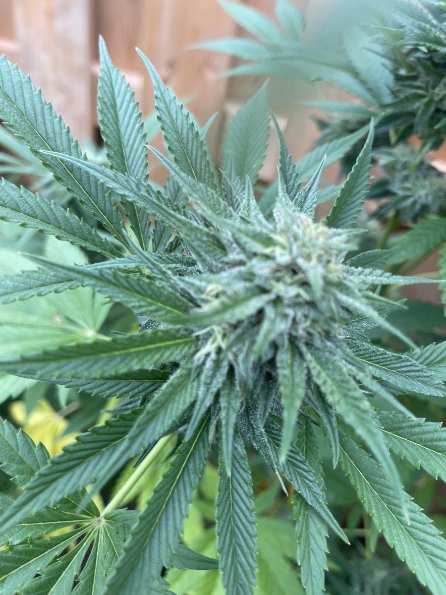 Growing out doors need help 2