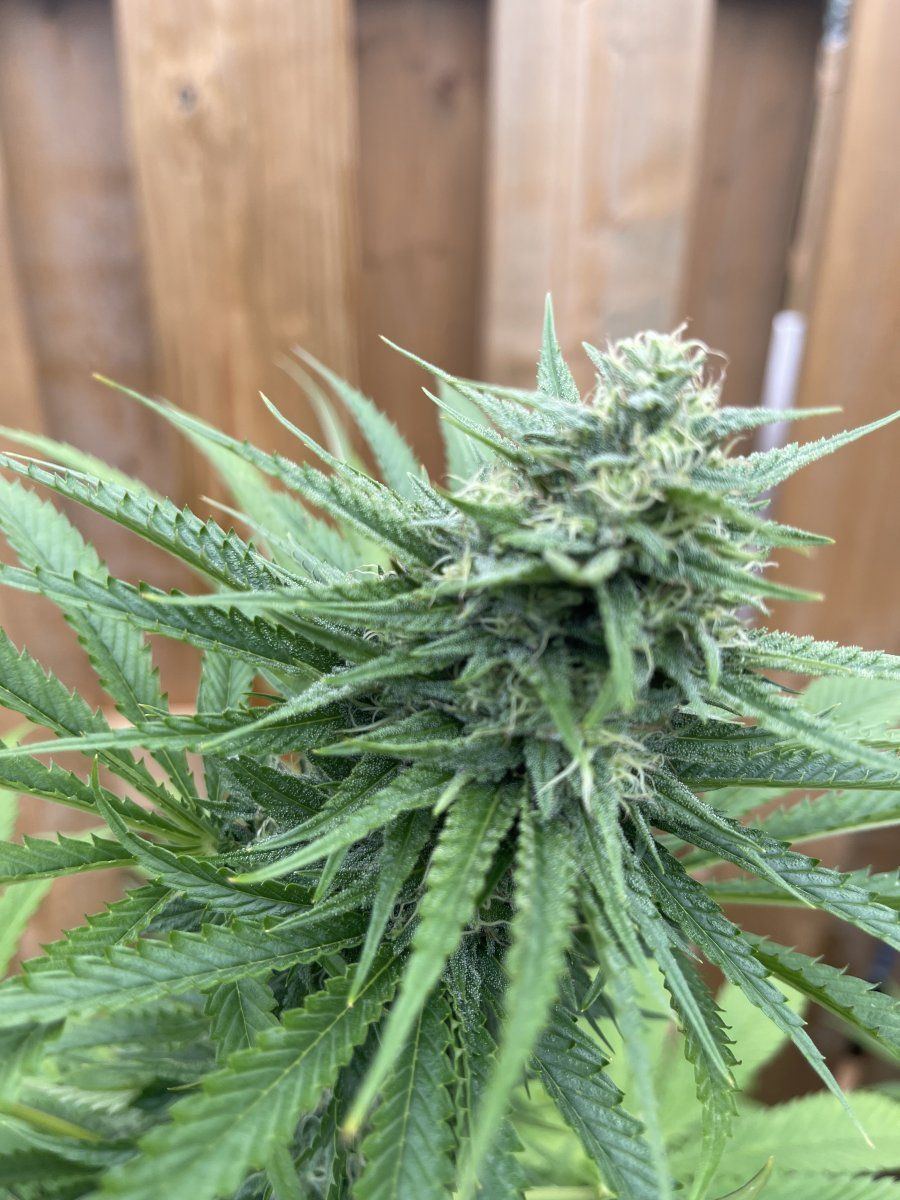 Growing out doors need help