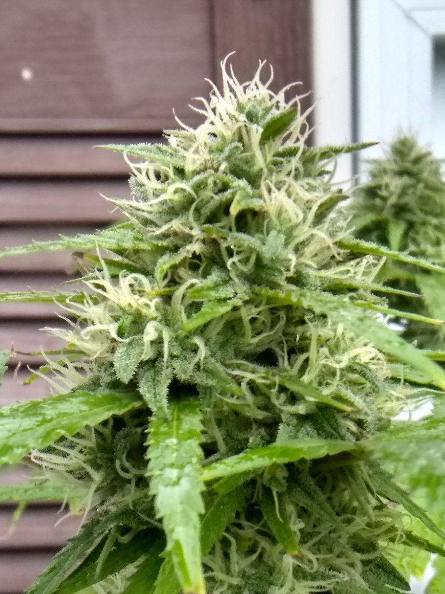 Growing outdoor in small pots 3