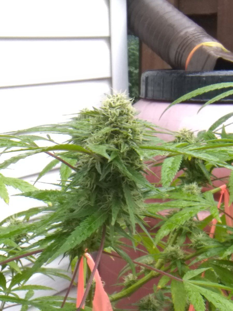 Growing outdoor in small pots 4