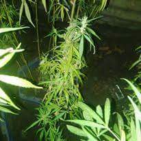 www.thcfarmer.com