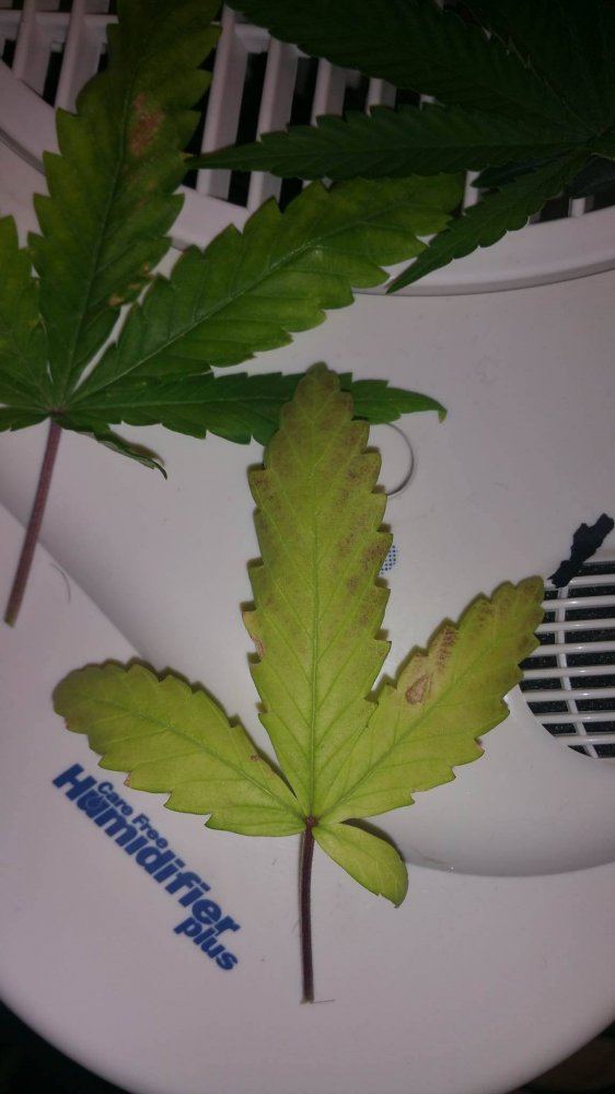 Growing problems plants have lots of issues 2