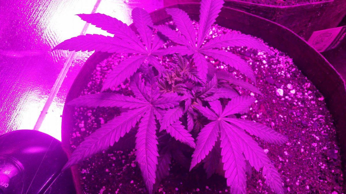 Growing problems plants have lots of issues 3