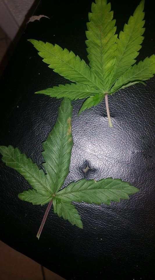 Growing problems plants have lots of issues 4