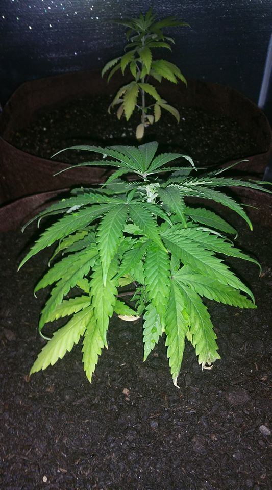 Growing problems plants have lots of issues 5