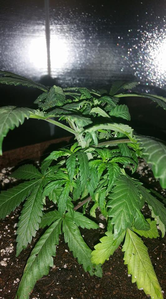 Growing problems plants have lots of issues 6