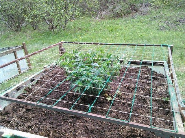 Growing some monsters outdoor scrog 3