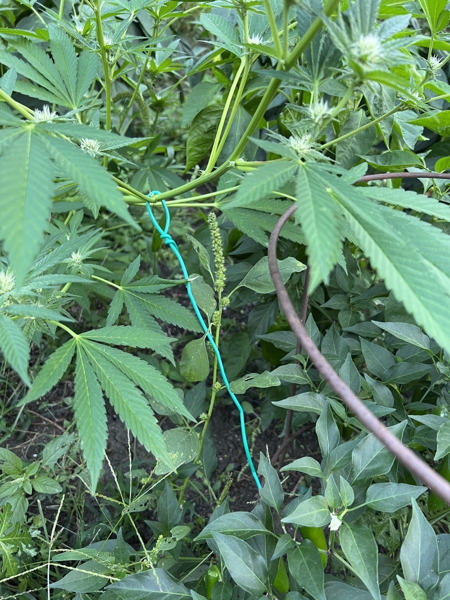 Growing weed stealthily in the garden 3