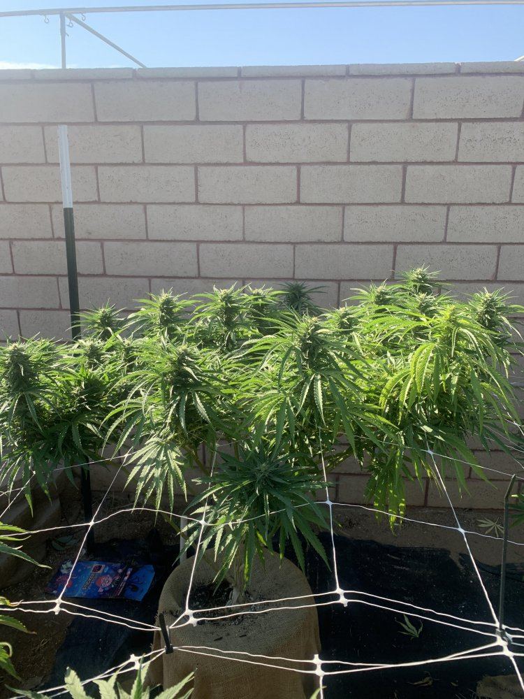 Growinggreen19619