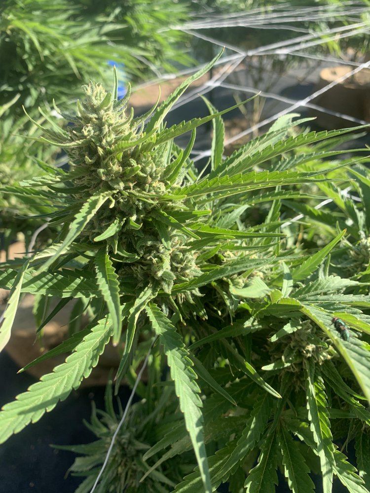 Growinggreen29619