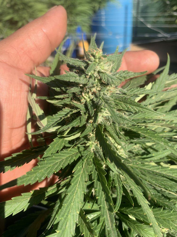 Growinggreen39619
