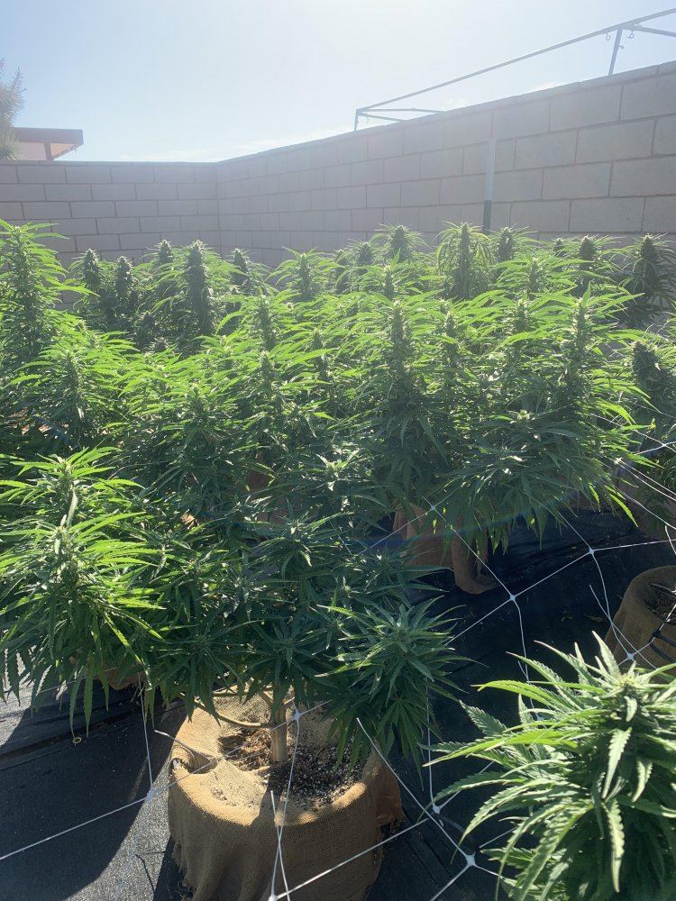 Growinggreen6