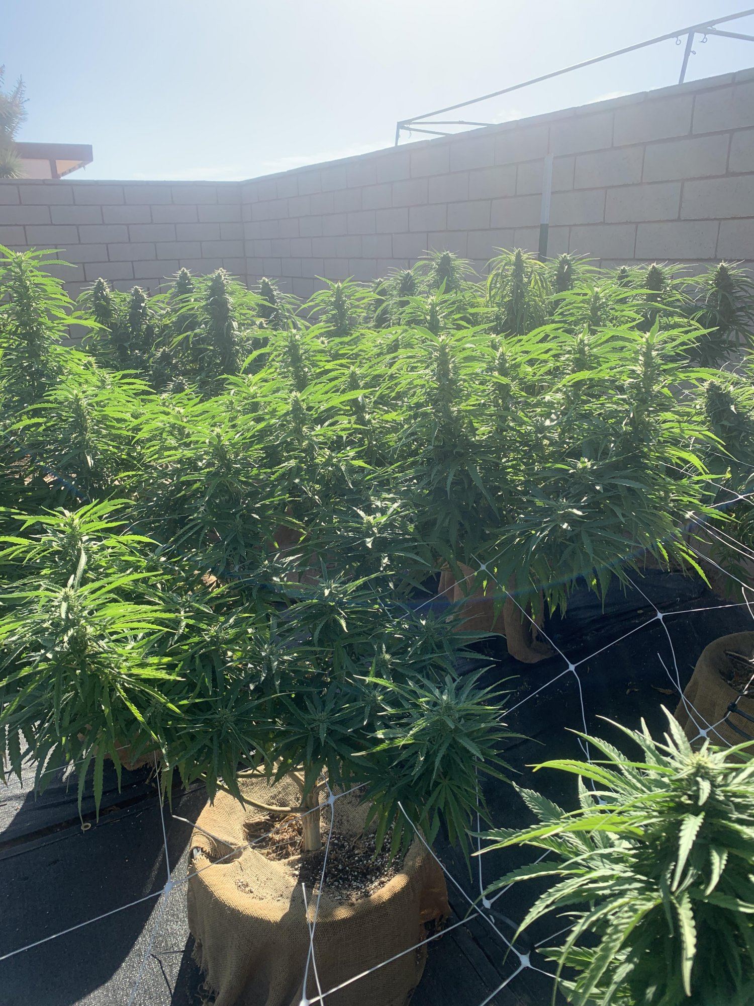 Growinggreen6