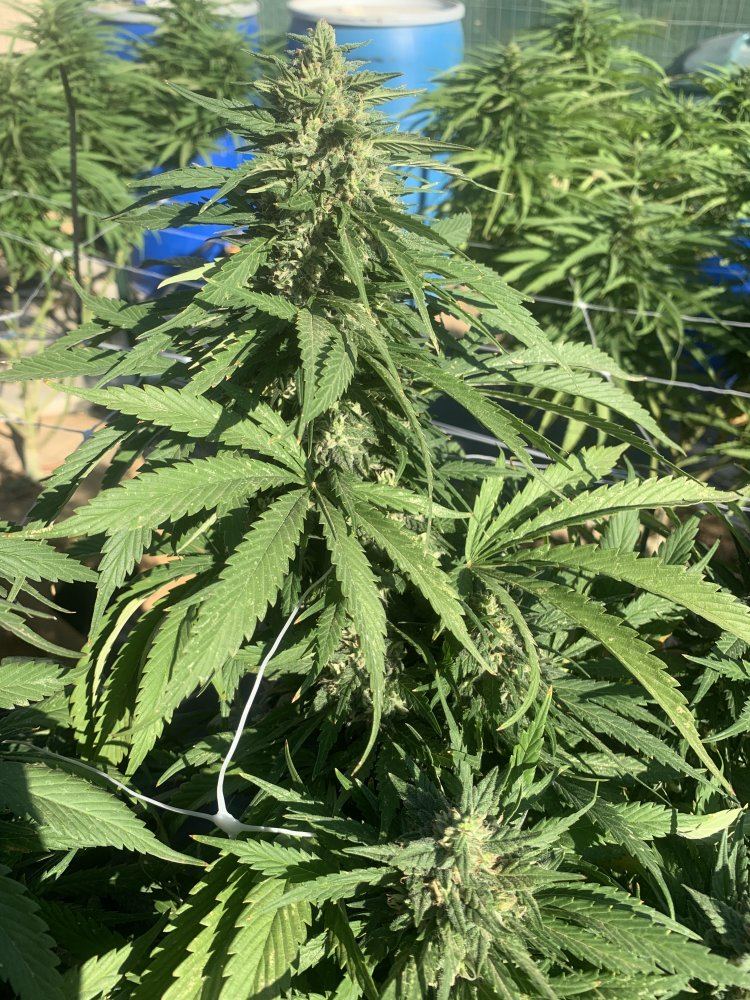 Growinggreen7