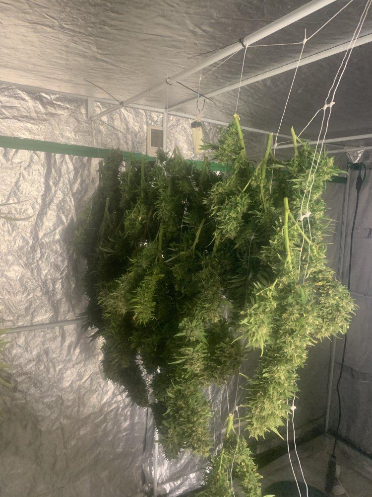 Growinggreengoldblazeandbrassmonkey193019