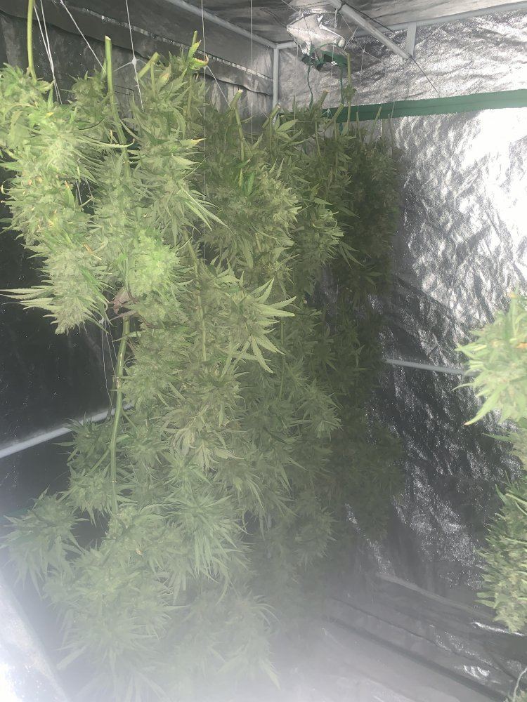 Growinggreengoldblazeandbrassmonkey293019