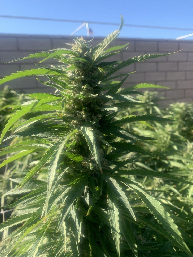 Growinggreenhyperblueberryblast193019