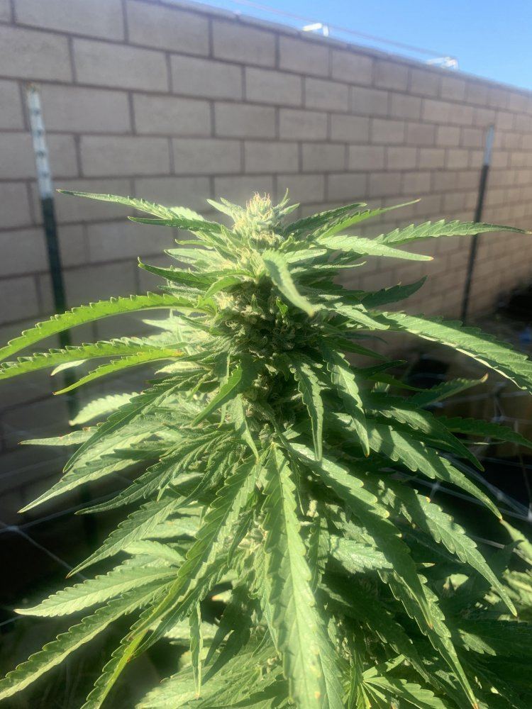 Growinggreenhyperblueberryblast293019