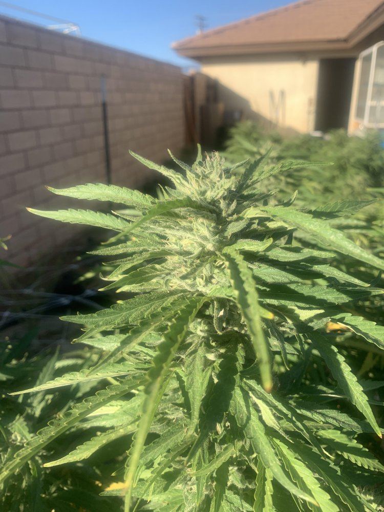 Growinggreenhyperblueberryblast493019