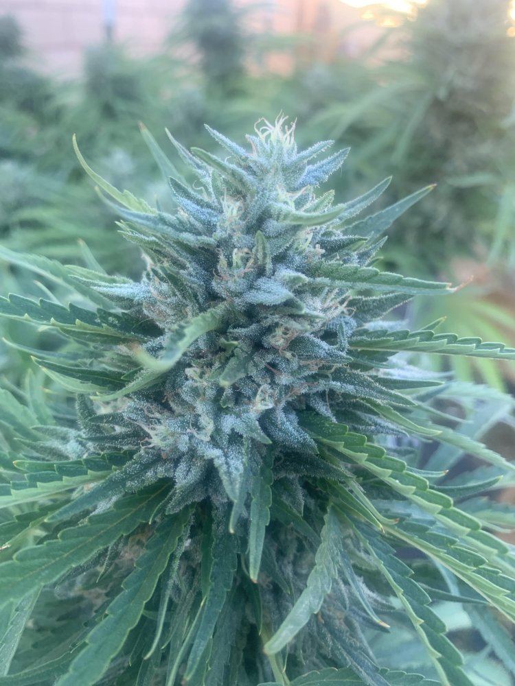 Growinggreenhyperdeadhead29319