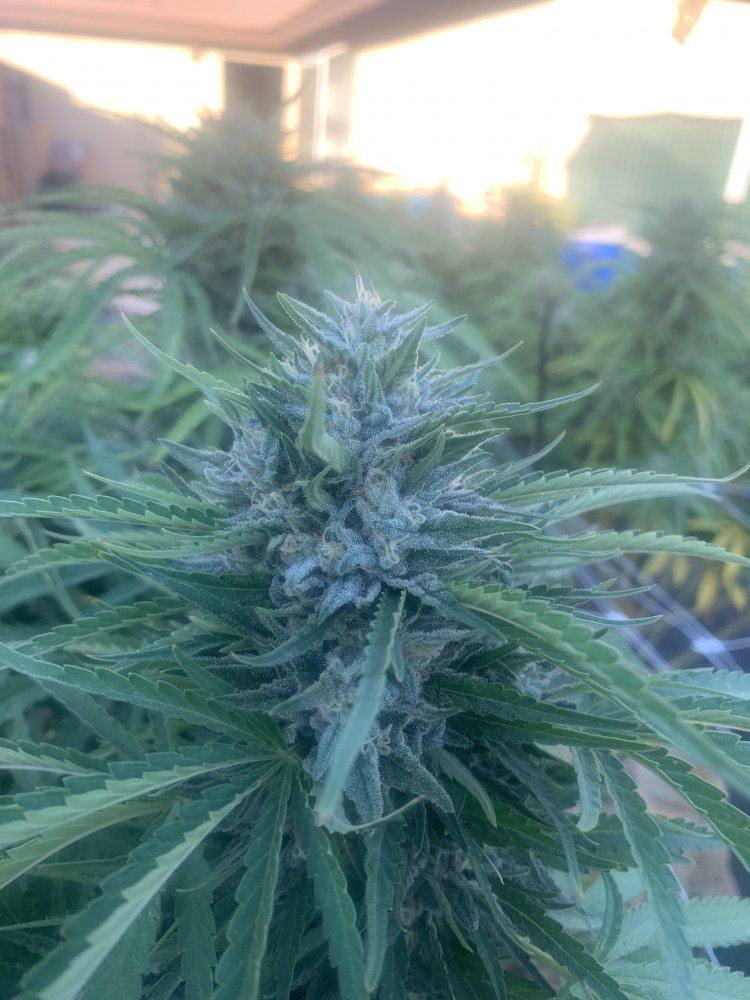 Growinggreenhyperdeahead393019