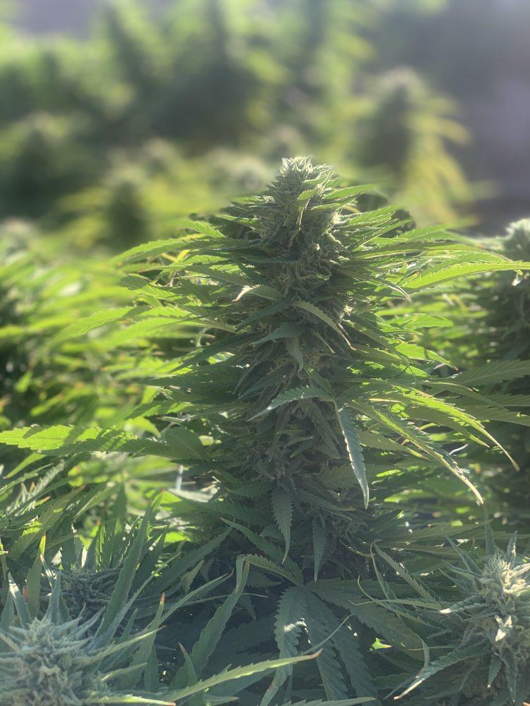 Growinggreenhyperdeathbykush193019
