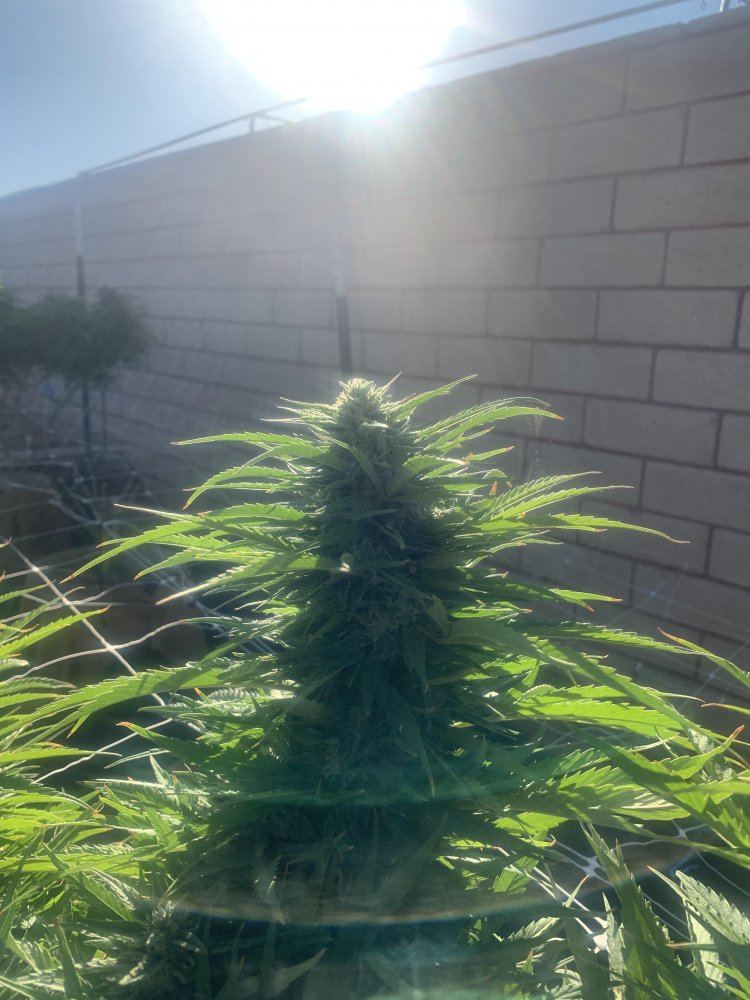 Growinggreenhyperdeathbykush293019