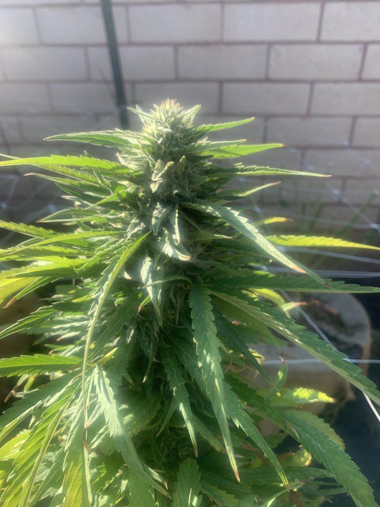 Growinggreenhyperdeathbykush393019