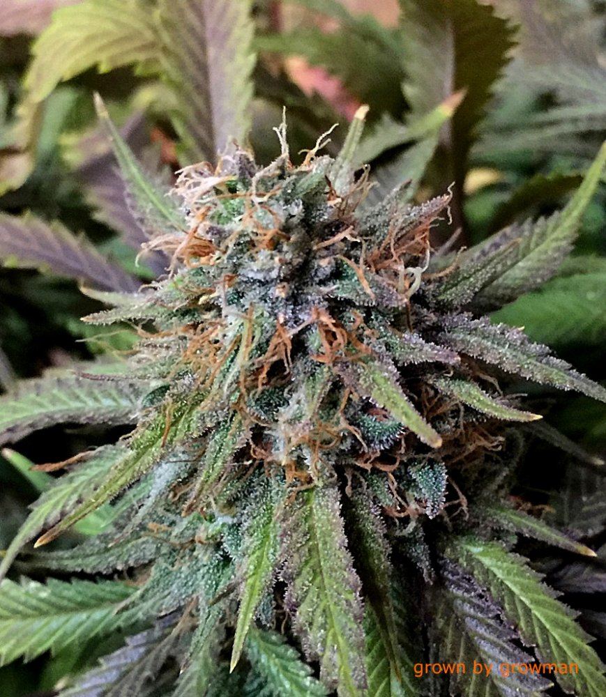 Growman ecto tagged 2