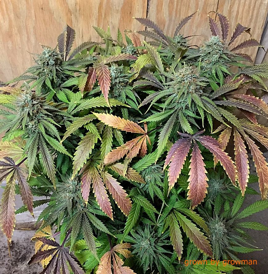 Growman ecto tagged