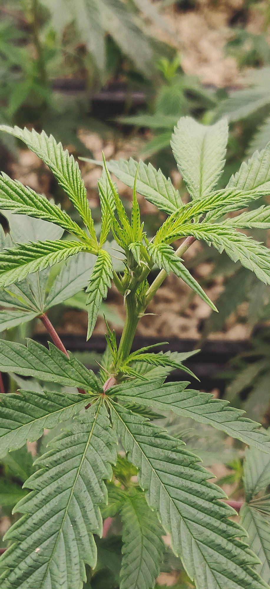 Growpito mixed strain run 10