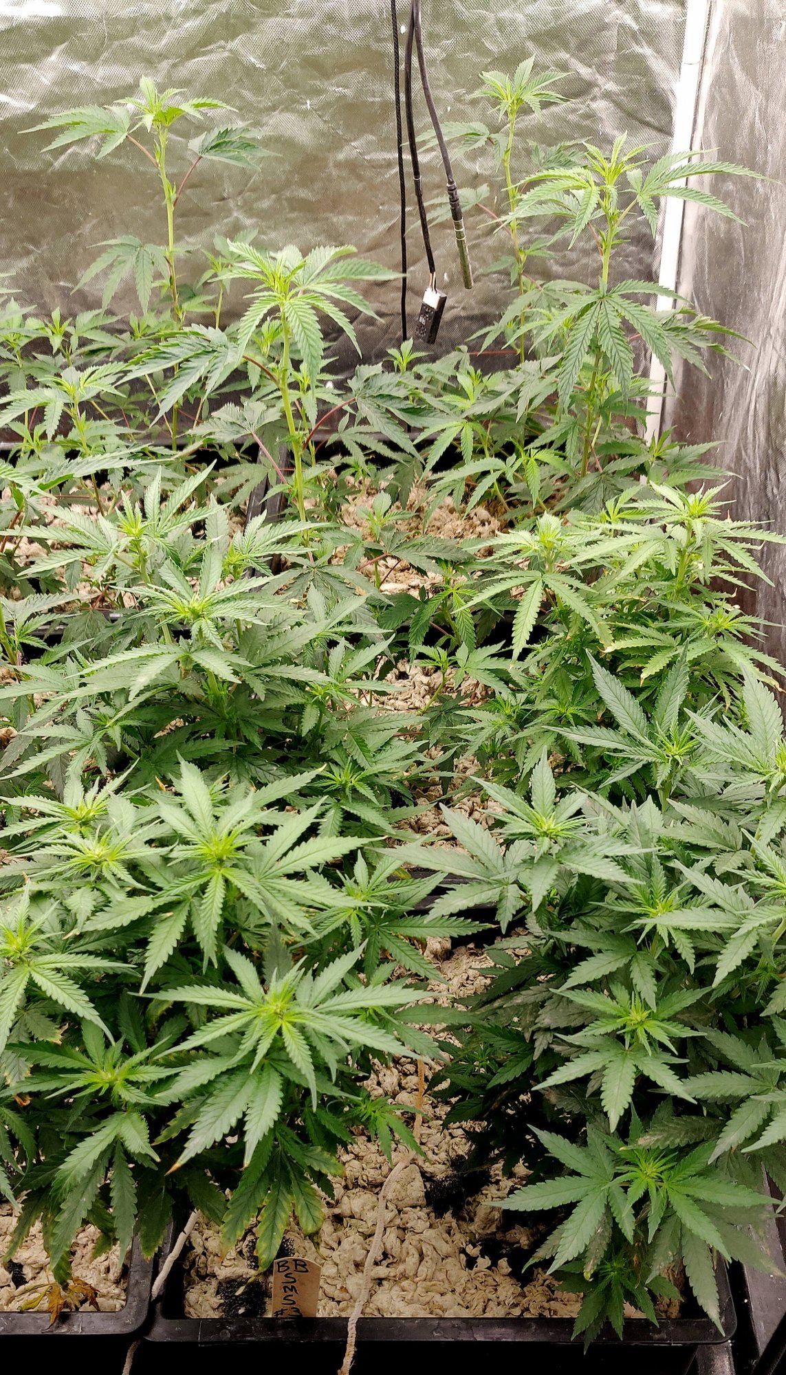 Growpito mixed strain run 11