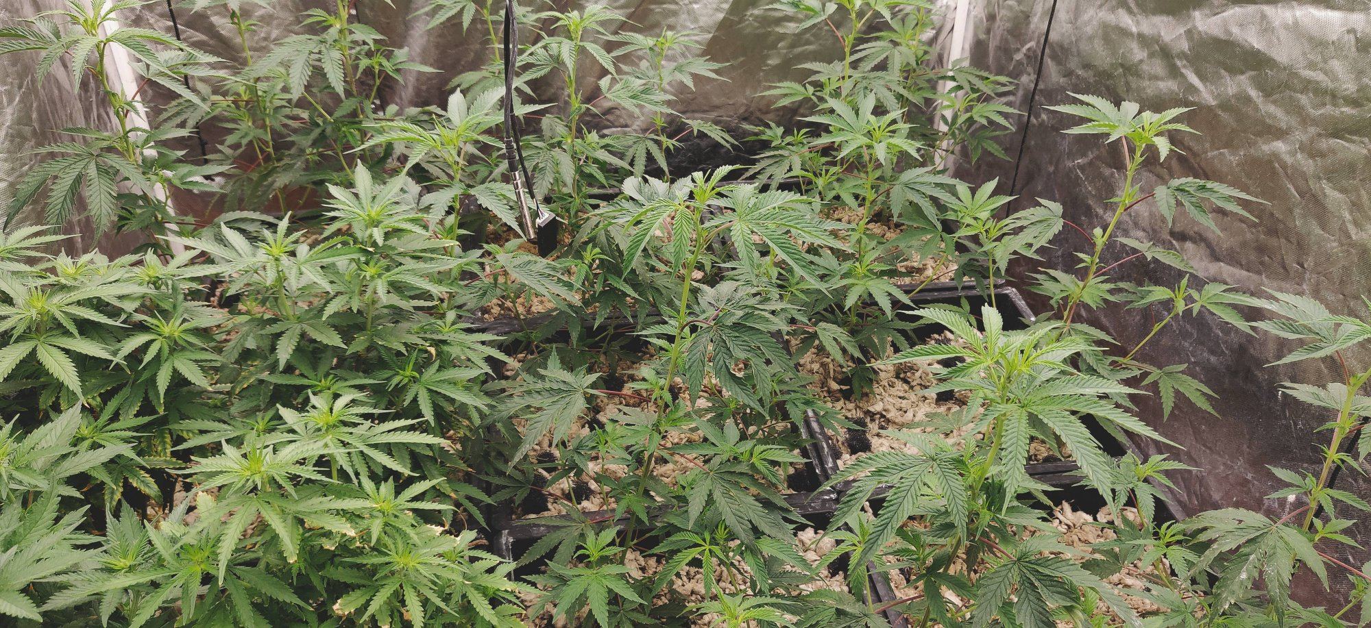 Growpito mixed strain run 12