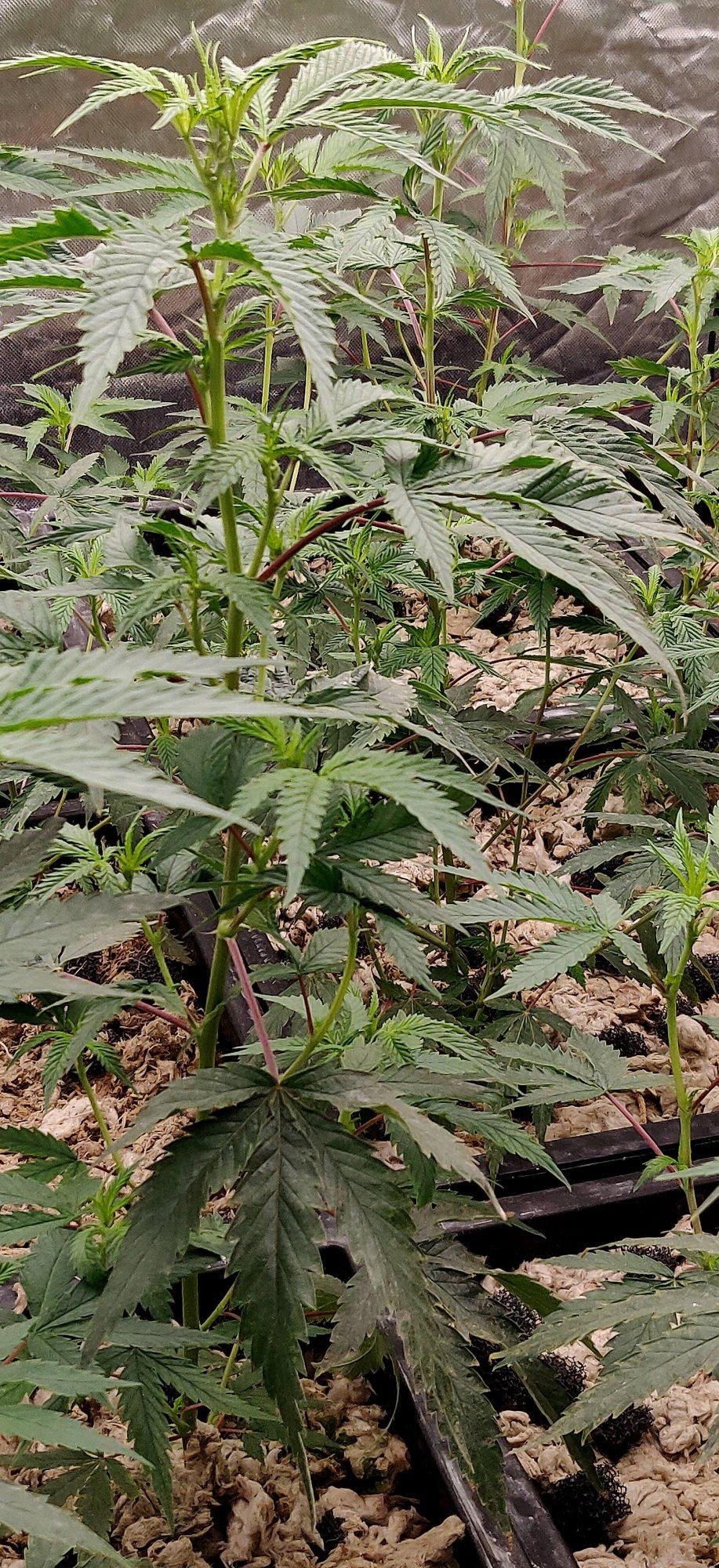 Growpito mixed strain run 13