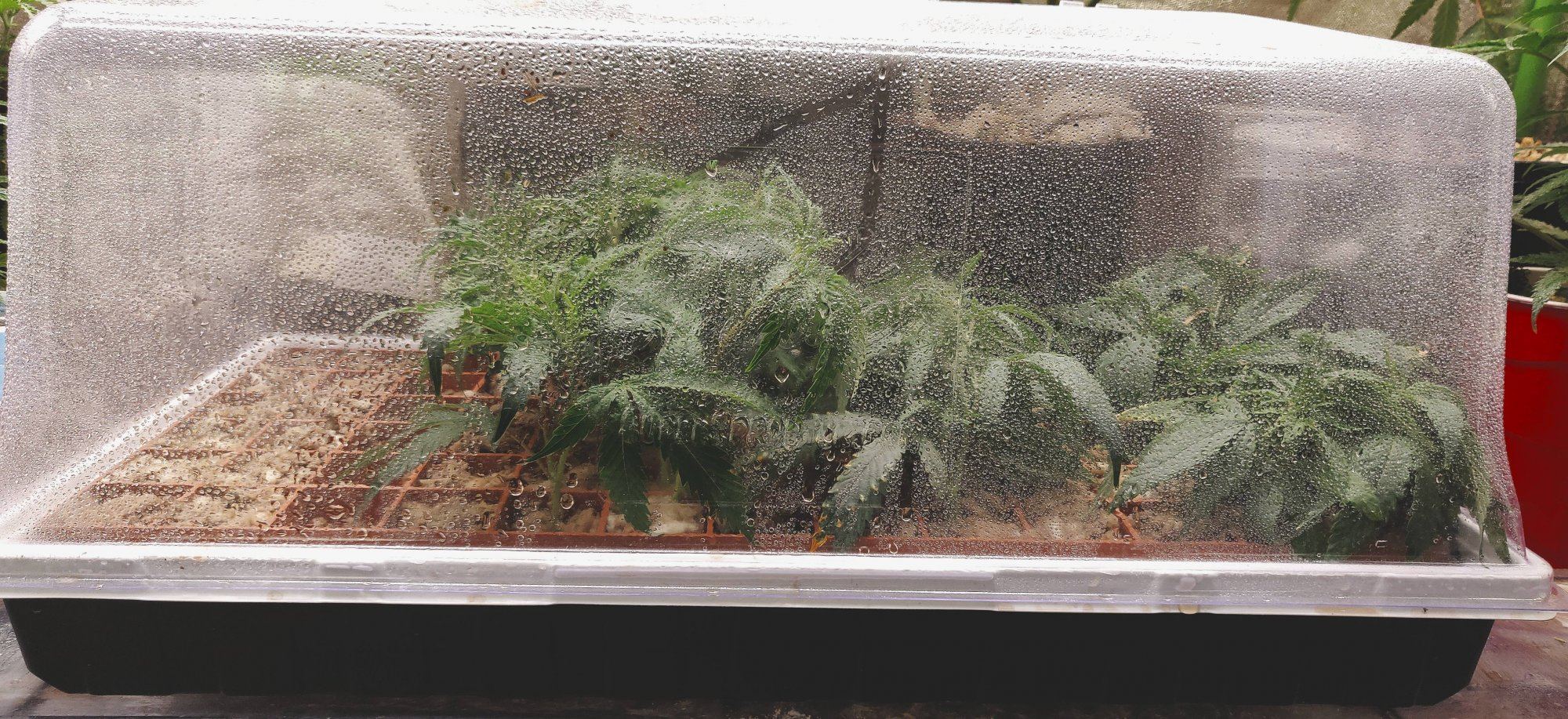 Growpito mixed strain run 3