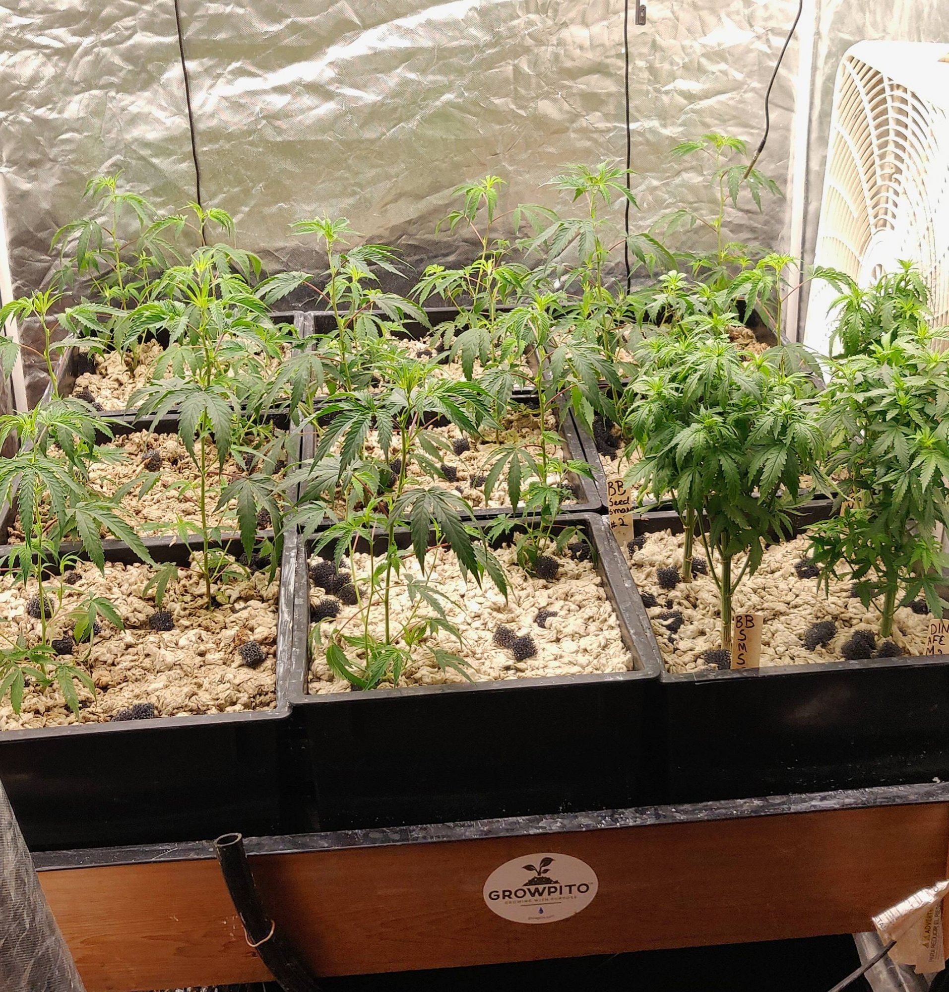Growpito mixed strain run 4
