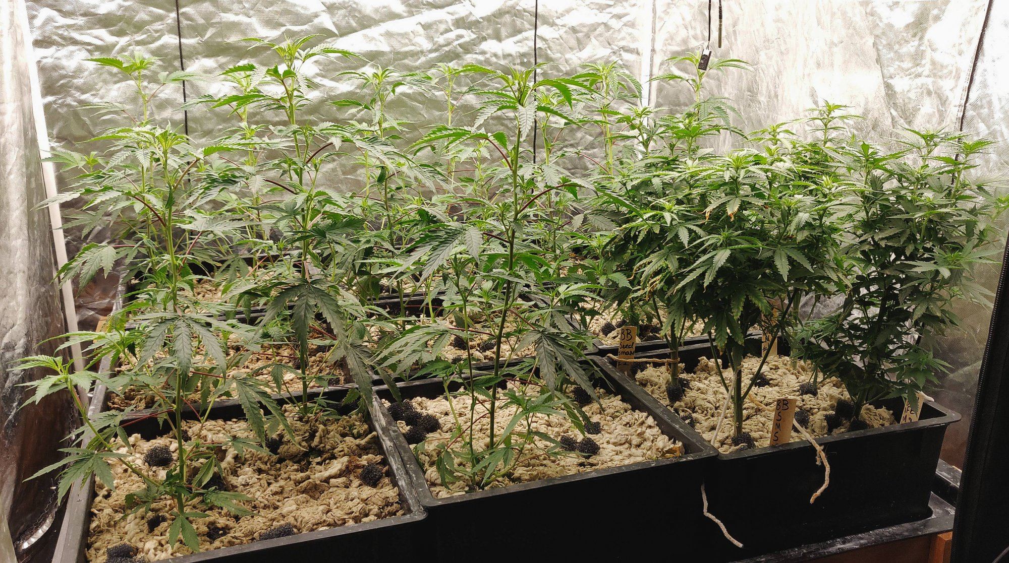 Growpito mixed strain run 5